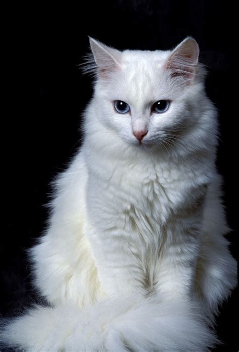 White Turkish Angora Cat Price